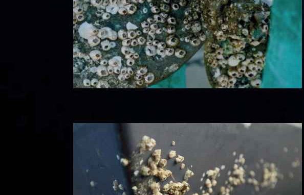 Primer plano de percebes sobre una superficie
